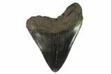 Fossil Megalodon Tooth - South Carolina #127039-1